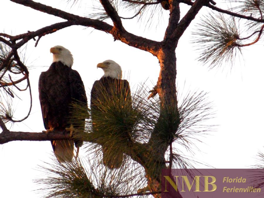 Natur NMB Vacation Rentals