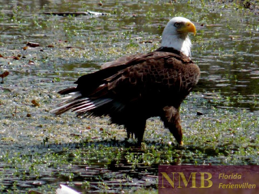 Natur NMB Vacation Rentals